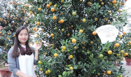 Festival highlights kumquat growing craft in central Vietnam - ảnh 1